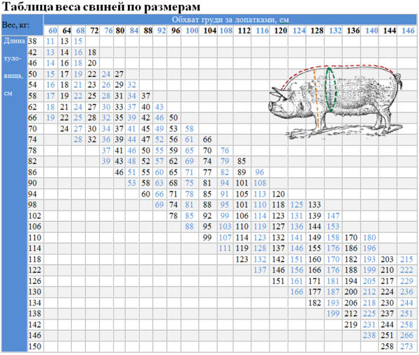 Вес свиньи - таблица измерения веса свиней