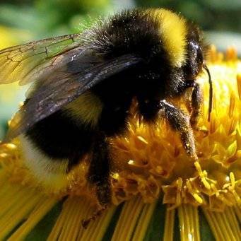 О разведении шмелей: почему не разводят как пчел, как развести на участке самому