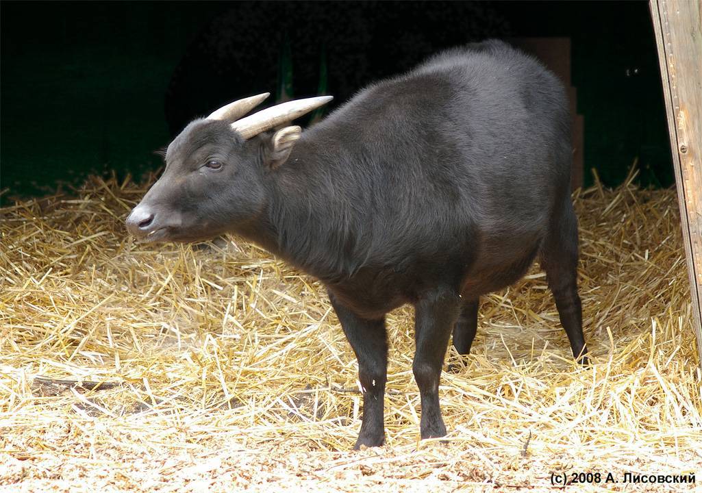 О самых маленьких (карликовых) буйволах: на сулавеси, аноа, кентусы