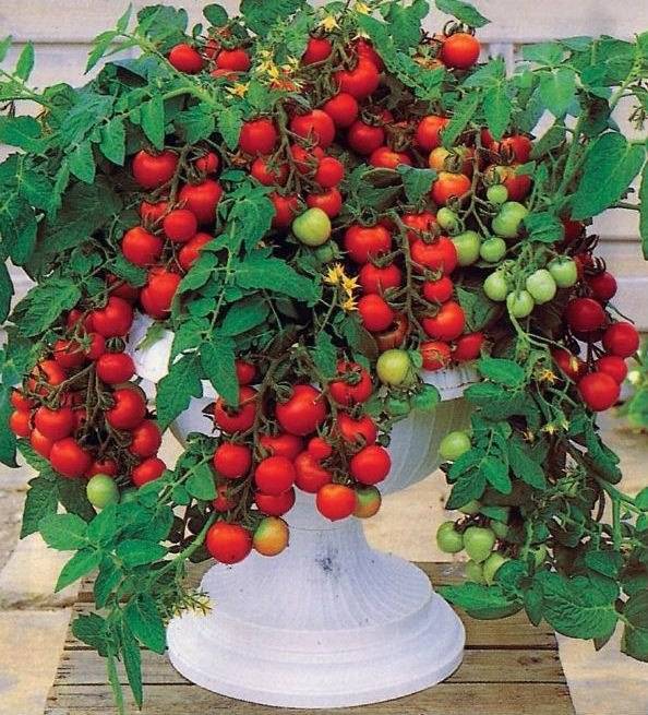 Как правильно выращивать томаты в горшках: условия выращивания помидор в горшках