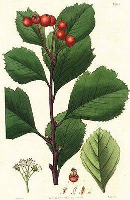 О сорте боярышника Кроваво-красный: описание, внешний вид растения