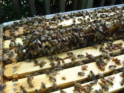 Как подкормить пчел осенью