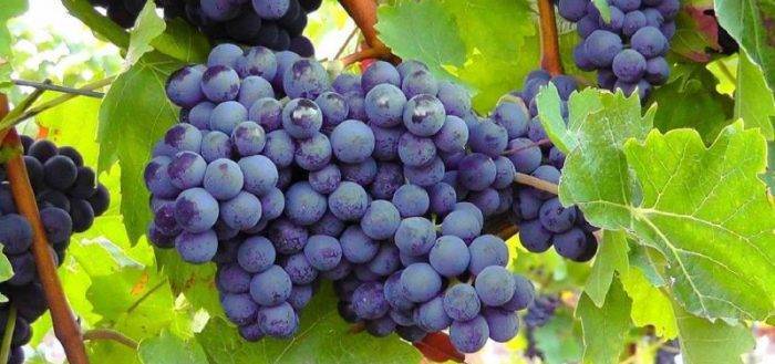 Морозостойкие сорта винограда: самые зимостойкие неукрывные сорта