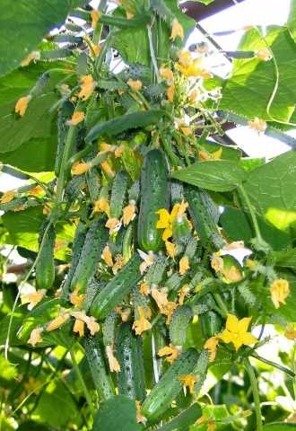 Описание сорта огурцов сибирская гирлянда f1. особенности выращивания в теплице