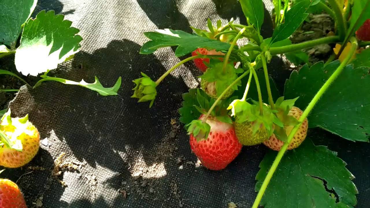 "русская ягода": где искать рекордный урожай черники в подмосковных лесах