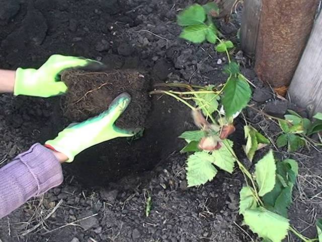 Как сажать ежевику весной: садовая посадка в открытый грунт и уход за саженцами