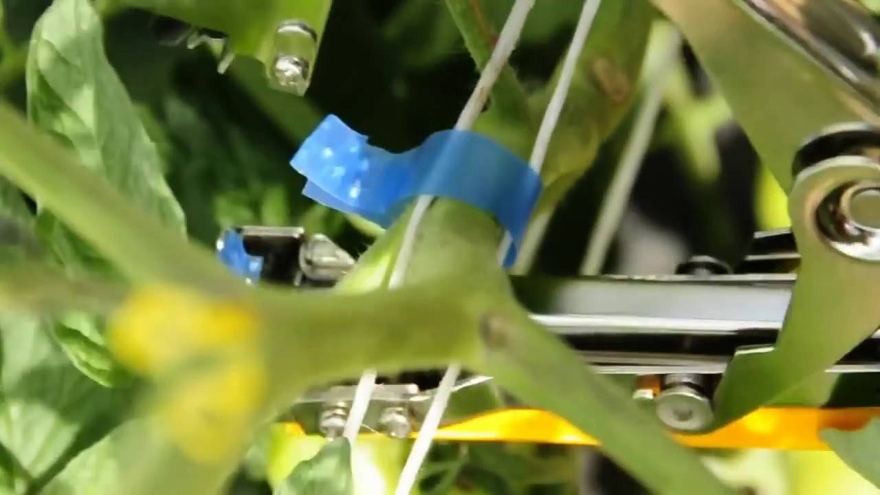 Как выбрать тапенер для подвязки растений?