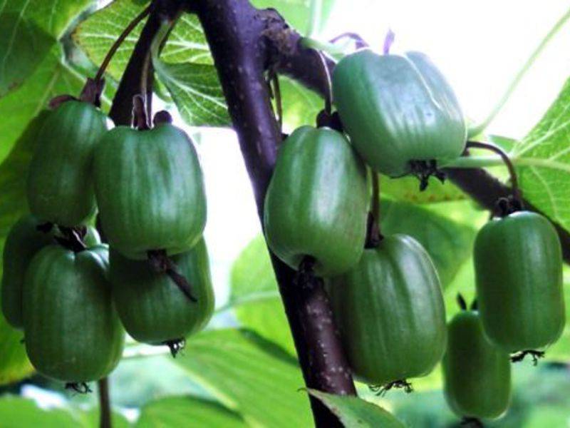 Актинидия коломикта: тонкости выращивания и лучшие сорта
