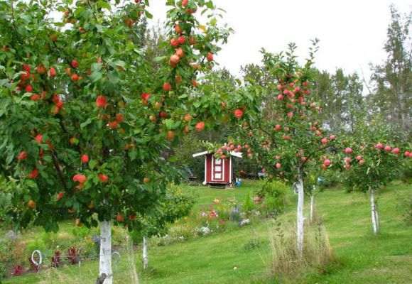 Яблоневый сад: как правильно распланировать посадки