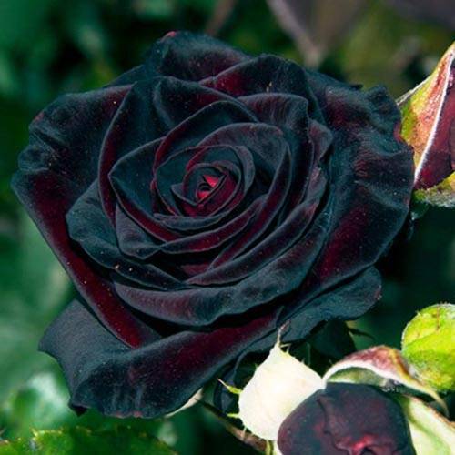 О розе Блэк Баккара (Black Baccara): описание сорта чайно гибридной розы