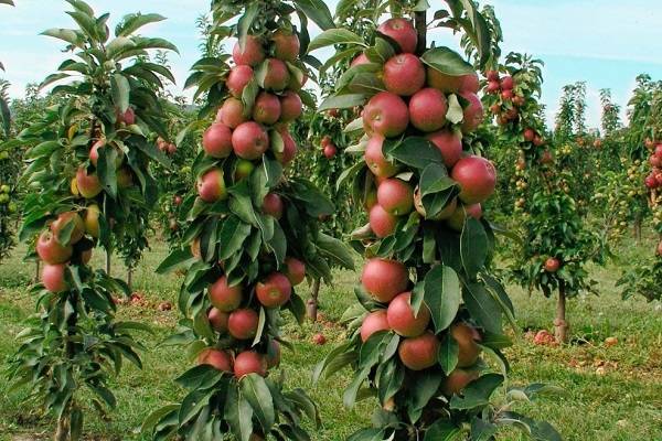 О яблоне колоновидной Арбат: описание и характеристики сорта, посадка и уход