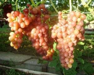 Виноград тасон: характеристика и описание сорта, посадка и уход