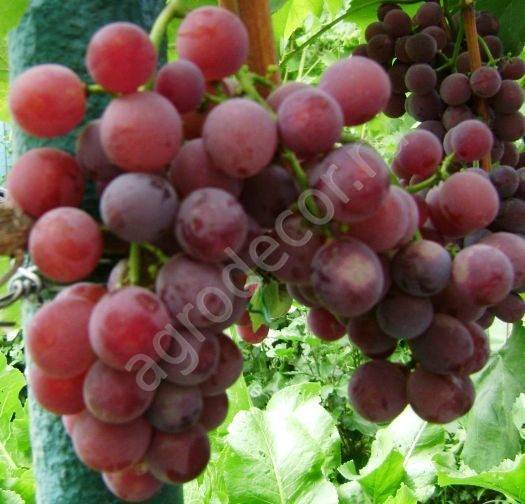 О винограде долгожданном: описание и характеристики сорта, посадка и уход