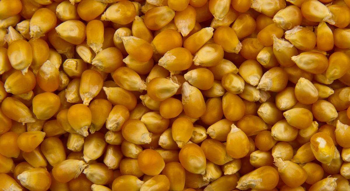 Выращивание кукурузы: с чего начать и сколько можно заработать