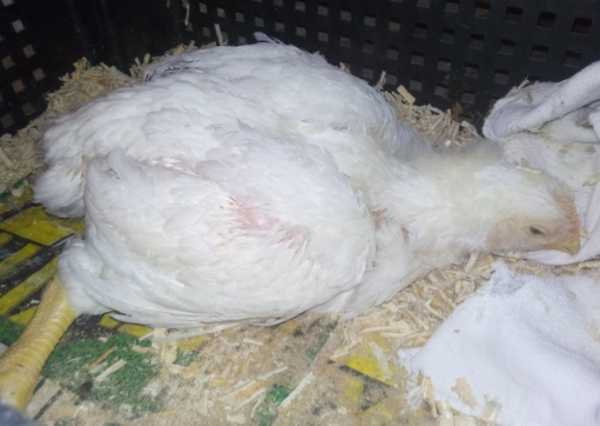 Если курицы хромают на одну ногу: как лечить куриную хромоту и другие болезни ног у птиц