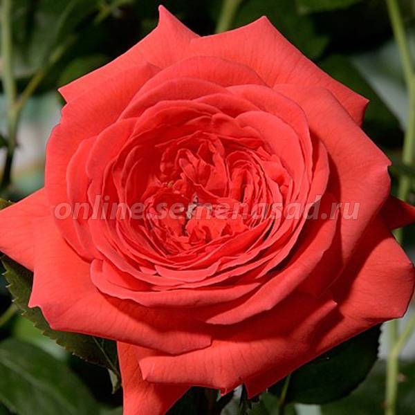 Роза салита: описание, характеристика