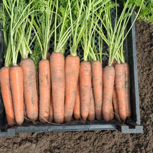 Как подготовить семена моркови к посеву чтобы быстро взошли