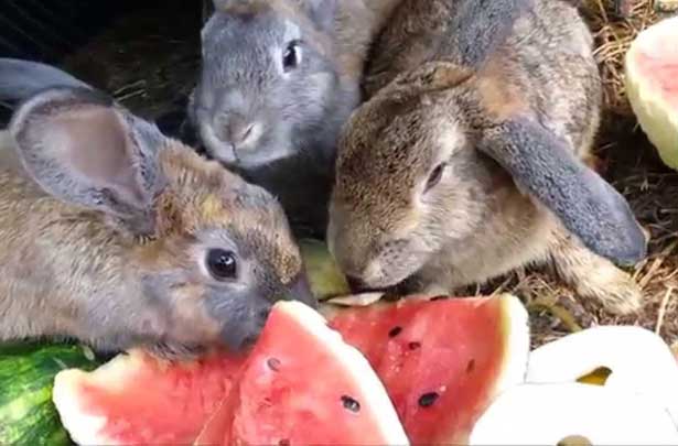 Можно ли давать кроликам корки от дыни. использование арбуза и дыни в качестве корма для кроликов. плюсы кормления кроликов арбузом и дыней