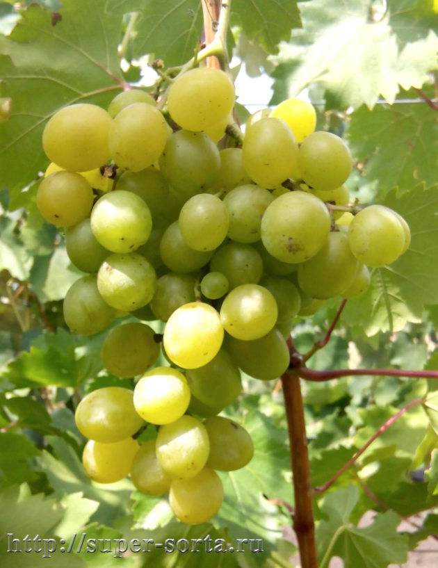 Виноград "плевен мускатный": описание сорта, фото, регионы выращивания, сроки сбора урожая, характеристики