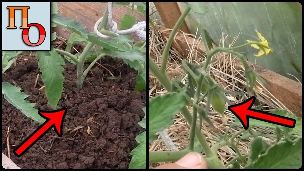 Когда и как окучивать помидоры в теплице  сад и огород