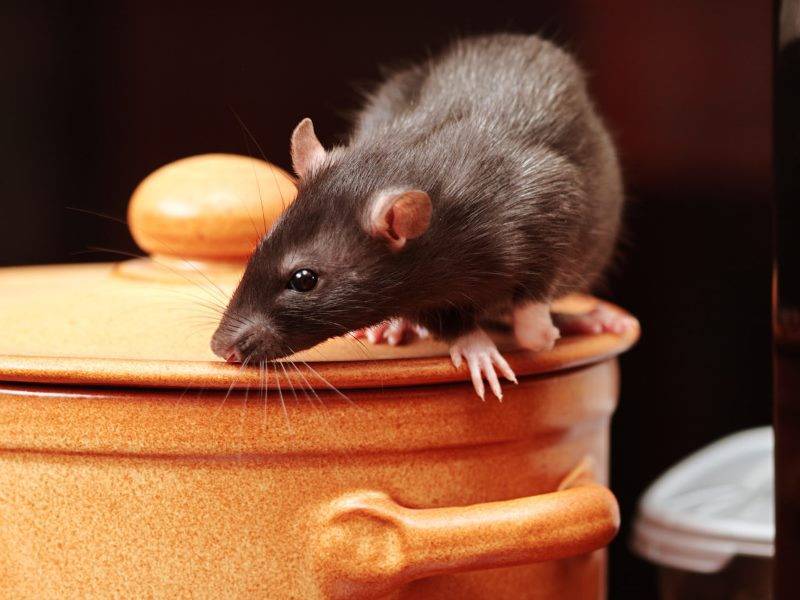 Что делать с крысами в сарае с курами, как защитить курятник от хорька и ласки