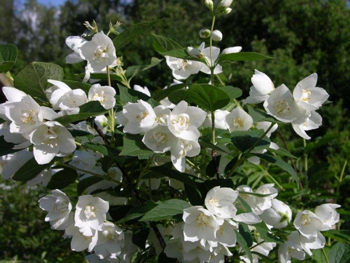 Как вырастить садовый жасмин на участке: правила пересадки, цветение