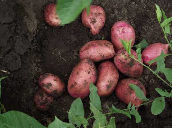 Описание и характеристики сорта картофеля голландка