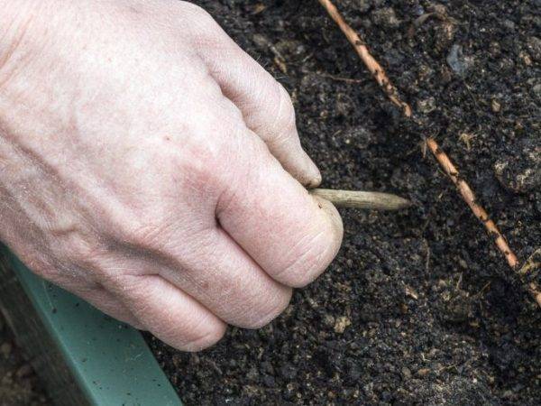 Как правильно и когда сажать морковь весной, как вырастить хороший урожай