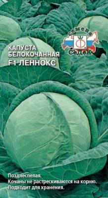 О грибовской капусте: описание раннего сорта, особенности выращивания
