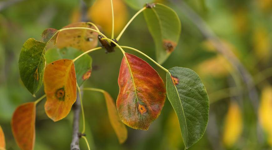 На груше чернеют листья: причины и методы лечения