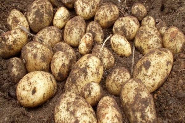 Лучший отечественный сорт картофеля голубизна: фото, описание, характеристика