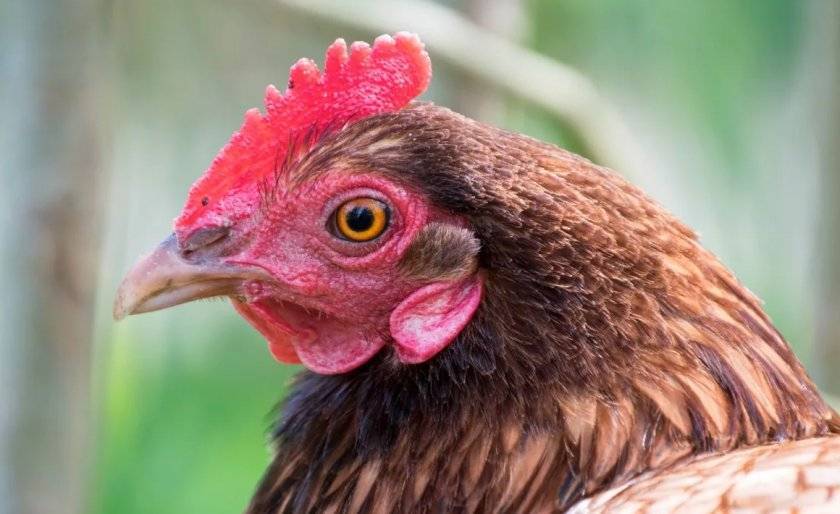 Болезни глаз у куриц: симптомы и лечение