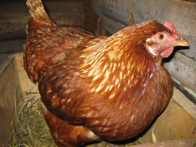 Сальпингит у птиц: причины возникновения воспаления яйцевода у несушек, как диагностировать и лечить заболевание