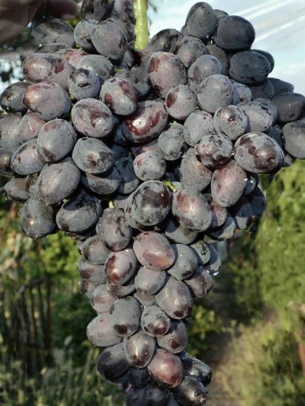 Виноград зарево (придорожный): описание сорта с фото, рекомендации по уходу, болезни и вредители