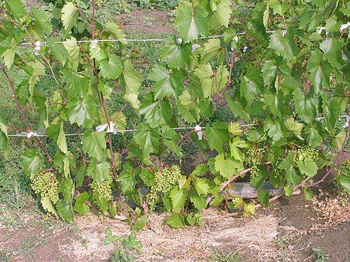 Чем подкормить молодой виноград для роста. чем обработать виноград в качестве профилактики. когда вносить удобрения весной