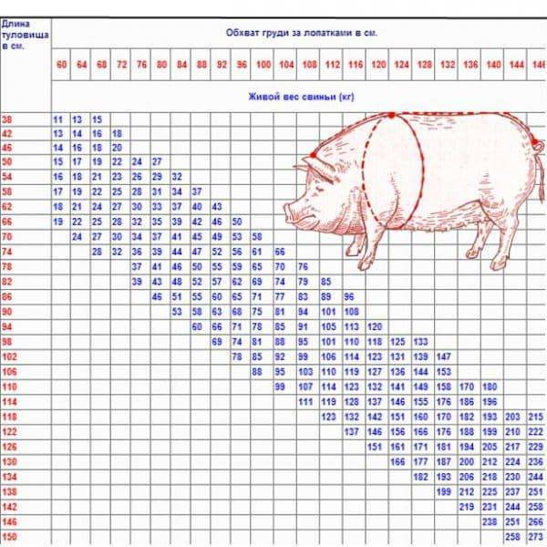Ориентировочная таблица веса свиней