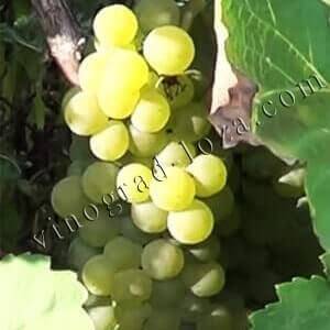 Виноград цитронный магарача