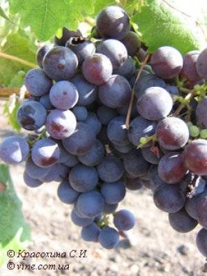 Сорта винограда в сибири: 30 лучших с описанием, посадка и уход для начинающих