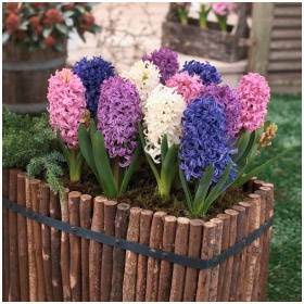 О луковичных цветах многолетниках для сада и огорода: посадка осенью и подкормка