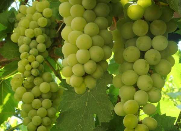 Выращивание и уход за виноградом сорта Тукай, преимущества и недостатки