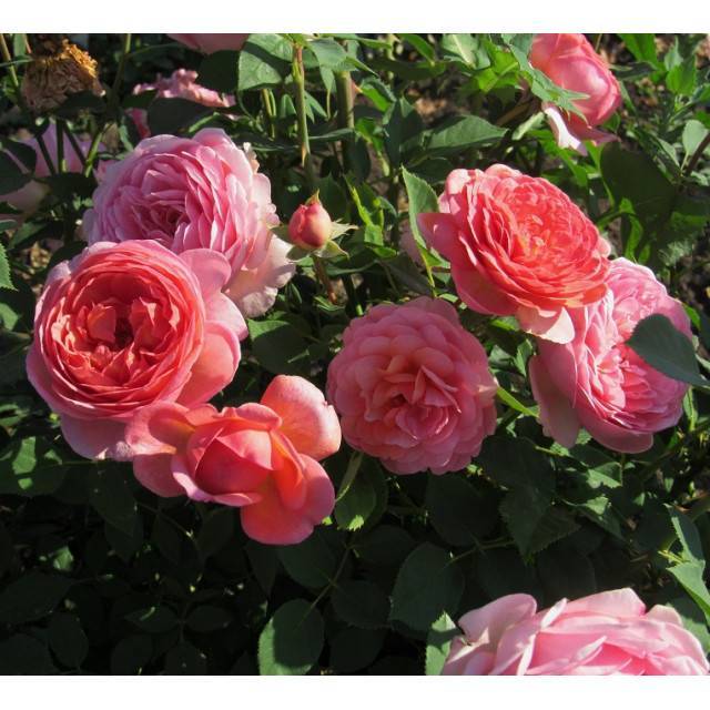 Роза боскобель (boscobel) — описание и характеристики культуры