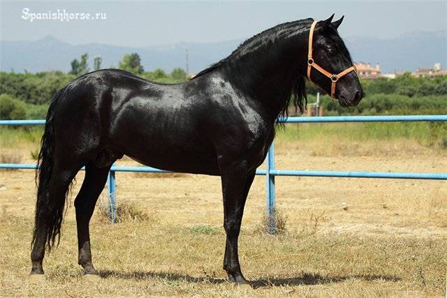 Андалузская лошадь: происхождение и особенности