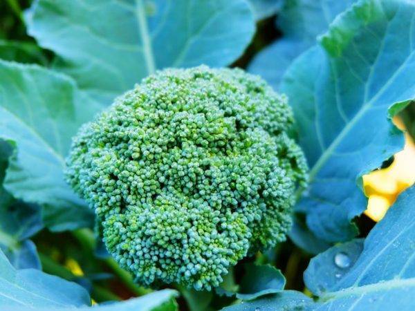 Как вырастить и приготовить полезную капусту брокколи начинающему огороднику и «ленивому дачнику»