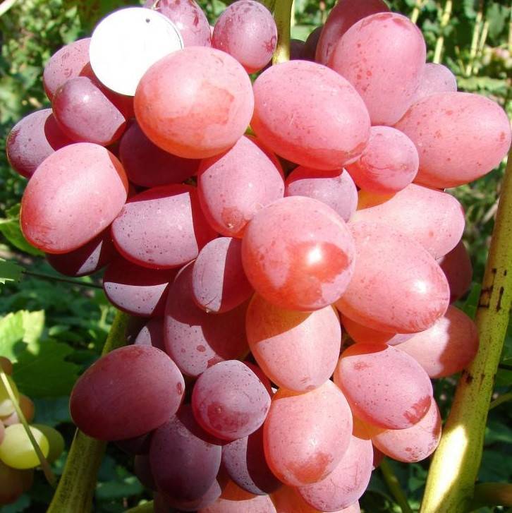 Виноград софия: описание, фото и отзывы