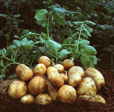 Лучшие сорта картофеля для Подмосковья: ранние, урожайные, ультраранние
