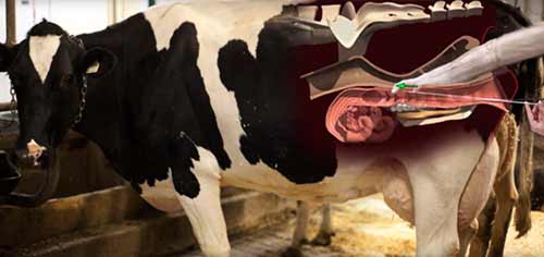 Теоретические основы искусственного осеменения коров