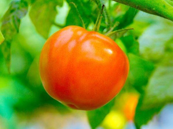 Сорт томата «персик f1»: описание, характеристика, посев на рассаду, подкормка, урожайность, фото, видео и самые распространенные болезни томатов