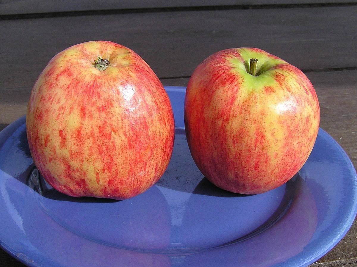 Описание яблони сорта башкирская красавица и тонкости выращивания