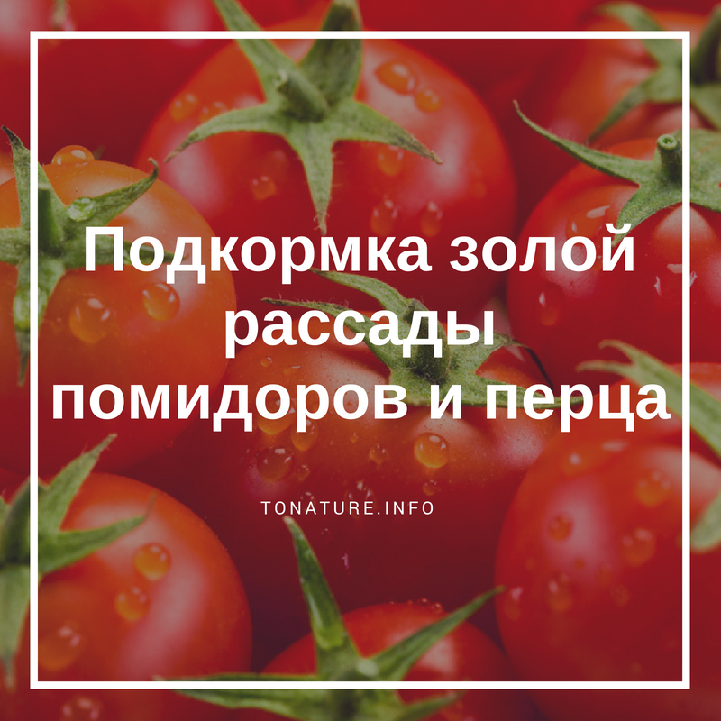 Подкормка золой рассады помидоров и перца. Зола для помидор. Зола для рассады томатов и перца. Подкормить помидоры золой. Поливаем золой помидоры и перцы.