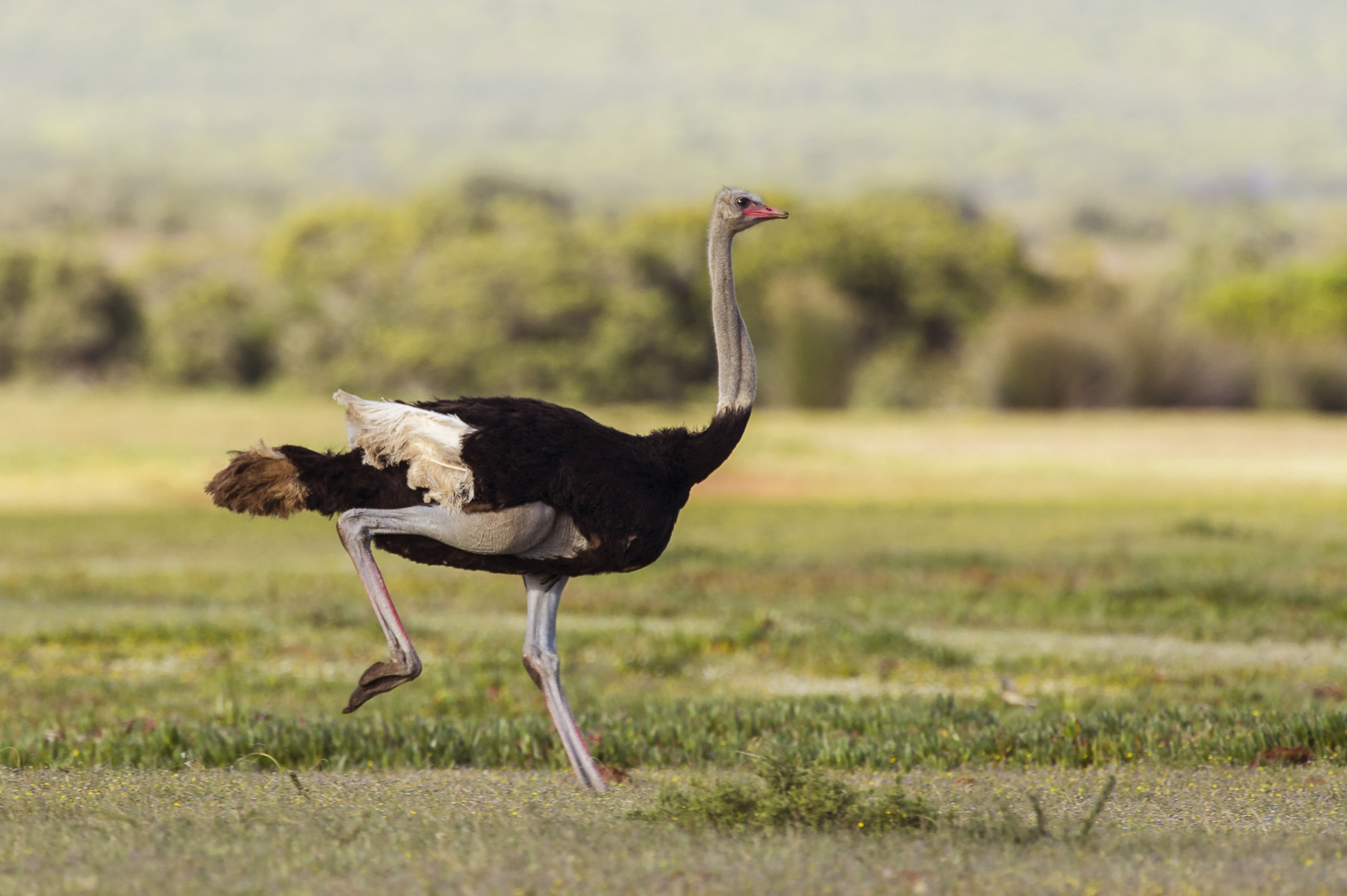 Африканский страус: описание породы, содержание, выращивание, уход и разведение в домашних условиях